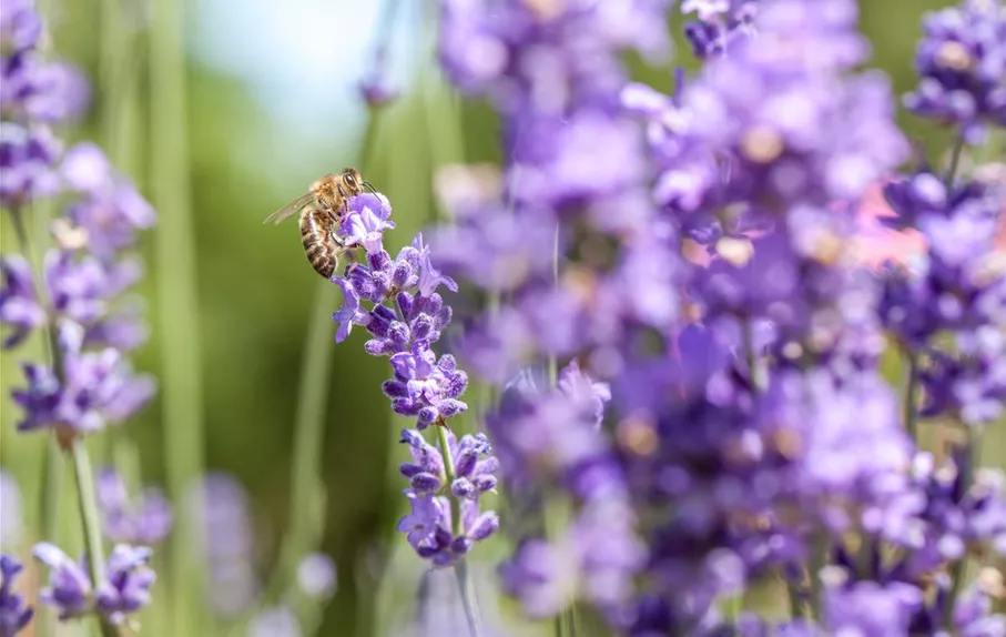 Lavendel mit Biene