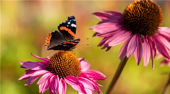 Schmetterling auf Sonnenhut