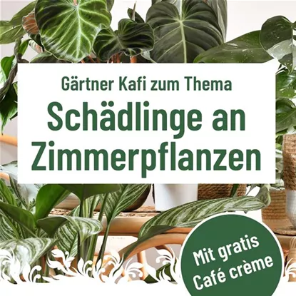 Gärtner Kafi, Donnerstag, 16. Oktober um 9.30 Uhr im Florina Gärtner Kafi, Donnerstag, 16. Oktober um 9.30 Uhr im Florina