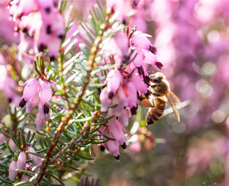 Biene an Winterheide