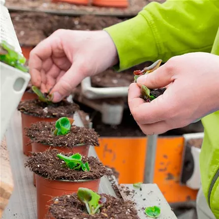 Gartencenter_Huplant_Bio_Produktion.jpg